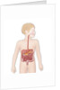 Digestive system, illustration by Anonymous