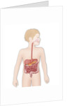 Digestive system, illustration by Anonymous