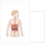 Digestive system, illustration by Anonymous