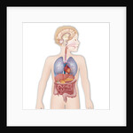 Anatomy by Anonymous