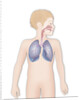 Respiratory tract, drawing by Anonymous