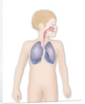 Respiratory tract, drawing by Anonymous