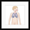 Respiratory tract, drawing by Anonymous
