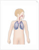 Respiratory tract, drawing by Anonymous