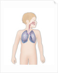 Respiratory tract, drawing by Anonymous