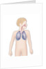 Respiratory tract, drawing by Anonymous