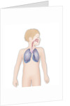 Respiratory tract, drawing by Anonymous