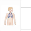 Respiratory tract, drawing by Anonymous