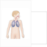 Respiratory tract, drawing by Anonymous