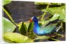 Purple Gallinule on Lily Pads by Anonymous