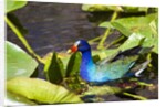 Purple Gallinule on Lily Pads by Anonymous