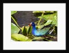 Purple Gallinule on Lily Pads by Anonymous