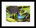 Purple Gallinule on Lily Pads by Anonymous