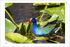Purple Gallinule on Lily Pads by Anonymous