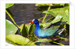 Purple Gallinule on Lily Pads by Anonymous