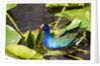 Purple Gallinule on Lily Pads by Anonymous