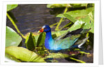 Purple Gallinule on Lily Pads by Anonymous