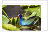 Purple Gallinule on Lily Pads by Anonymous