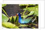 Purple Gallinule on Lily Pads by Anonymous