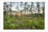 Sunrise in Mahogany Hammock by Anonymous