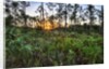 Sunrise in Mahogany Hammock by Anonymous