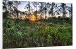 Sunrise in Mahogany Hammock by Anonymous