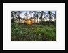 Sunrise in Mahogany Hammock by Anonymous