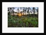 Sunrise in Mahogany Hammock by Anonymous