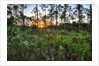 Sunrise in Mahogany Hammock by Anonymous