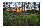 Sunrise in Mahogany Hammock by Anonymous