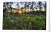 Sunrise in Mahogany Hammock by Anonymous