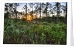 Sunrise in Mahogany Hammock by Anonymous