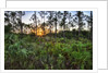 Sunrise in Mahogany Hammock by Anonymous
