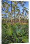 Pine Forest in Long Pine area of Everglades NP by Anonymous