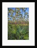 Pine Forest in Long Pine area of Everglades NP by Anonymous