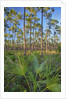 Pine Forest in Long Pine area of Everglades NP by Anonymous