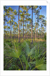 Pine Forest in Long Pine area of Everglades NP by Anonymous