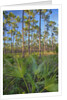 Pine Forest in Long Pine area of Everglades NP by Anonymous