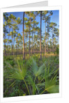 Pine Forest in Long Pine area of Everglades NP by Anonymous