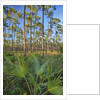 Pine Forest in Long Pine area of Everglades NP by Anonymous
