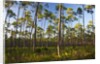 Pine Forest in Long Pine area of Everglades NP by Anonymous