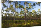 Pine Forest in Long Pine area of Everglades NP by Anonymous