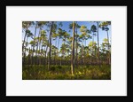 Pine Forest in Long Pine area of Everglades NP by Anonymous