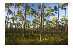 Pine Forest in Long Pine area of Everglades NP by Anonymous
