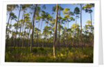 Pine Forest in Long Pine area of Everglades NP by Anonymous