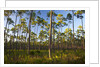 Pine Forest in Long Pine area of Everglades NP by Anonymous