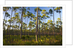 Pine Forest in Long Pine area of Everglades NP by Anonymous