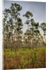 Pine Forest in Long Pine area of Everglades NP by Anonymous
