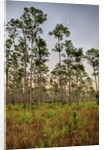 Pine Forest in Long Pine area of Everglades NP by Anonymous
