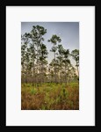 Pine Forest in Long Pine area of Everglades NP by Anonymous
